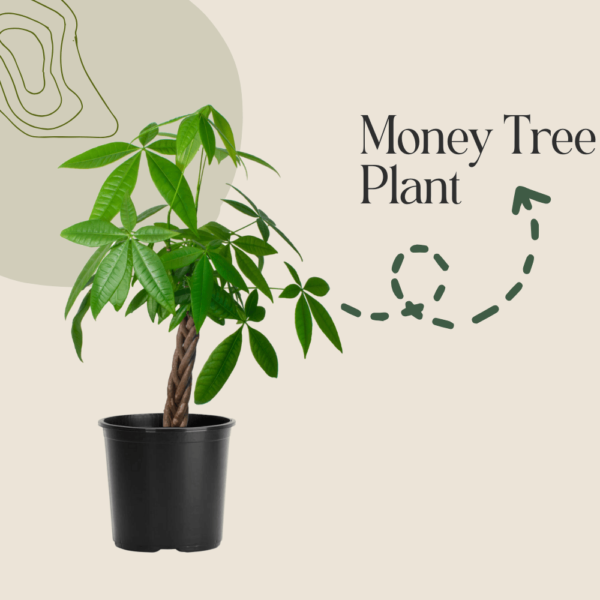 Money Tree Plant