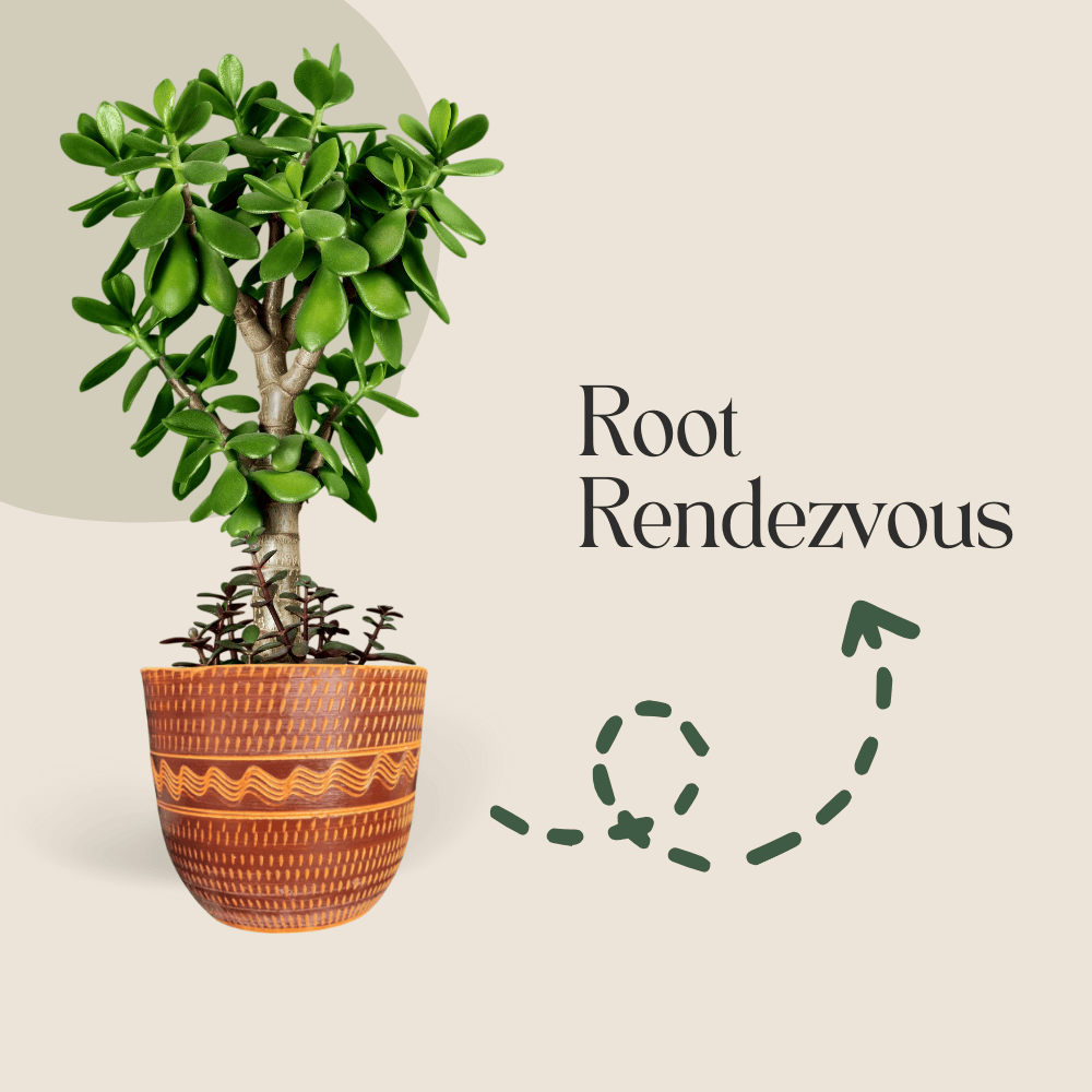 Root Rendezvous