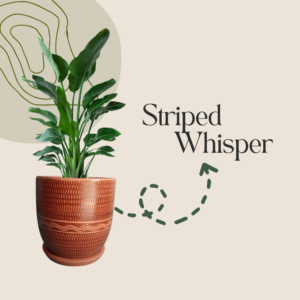 Striped Whisper