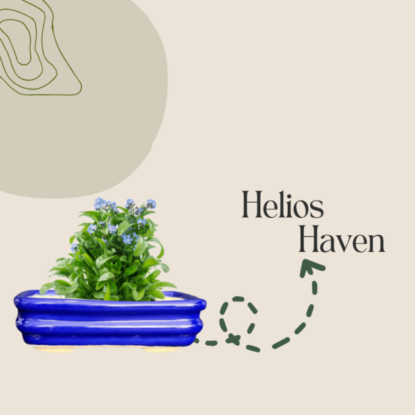 Ceramic pot holding a lush plant with small blue flowers, with the text "Helios Haven" beside it on a beige background with a green abstract design.